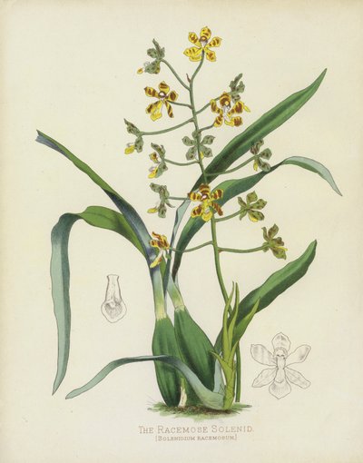 El Solenidio Racemoso, Solenidium Racemosum de English School